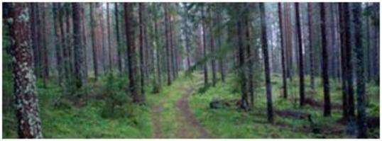 skog skog